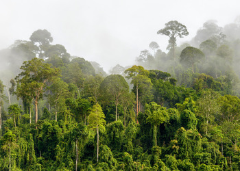 The Future of Indonesian Forests