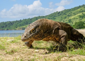 Komodo Dragons and Sustainable Tourism 