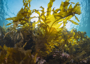 Seaweed Can Bring Prosperity 