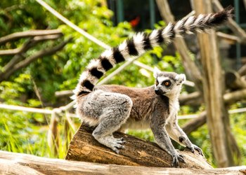 Royal Safari Garden Welcomes Madagascar Primate Lemur Catta