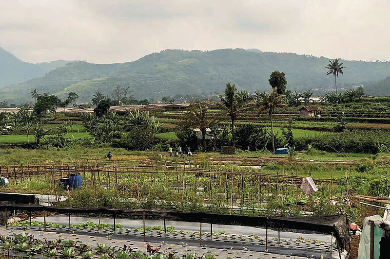 Project Review on the Learning Farm 2019 – 2020