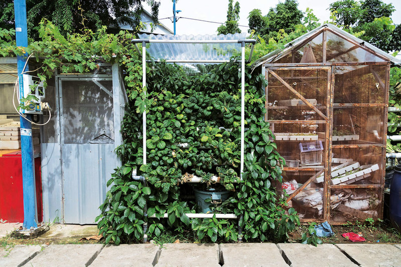 Urban Farming and Green Alley Pilot Program: The Next Big Green for Jakarta