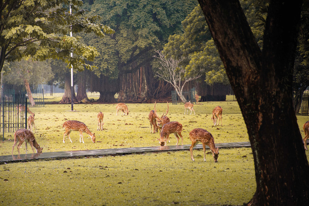 A photo of wild deer in Kebun Raya Bogor
