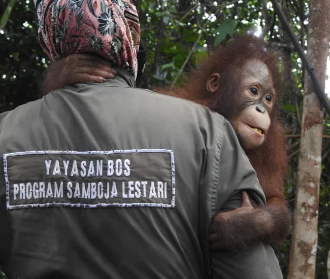 Borneo Orangutan Survival Foundation Samboja Lodge Lestari