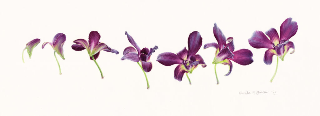 Indonesian Society of Botanical Artists