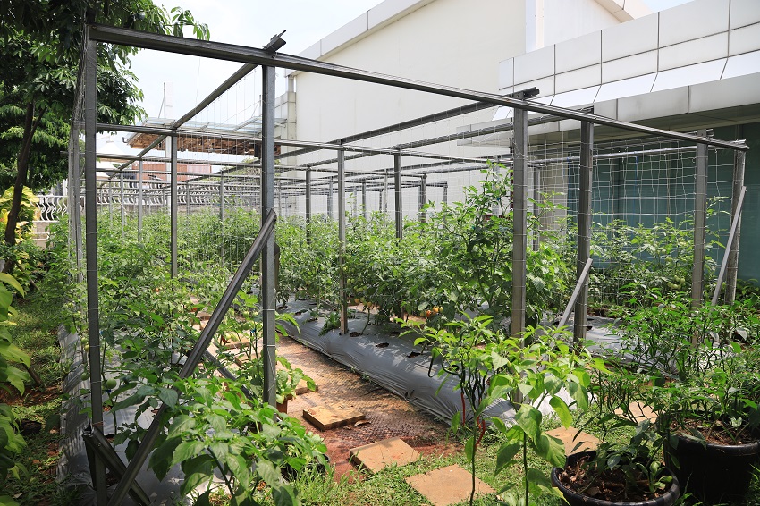 "By growing our own vegetables, we can save money and also reduce carbon emissions, because plants are very good for the air quality around us," explained Windiarto, General Manager of Novotel Tangerang. "We grow our own vegetables, do not use pesticides, and care for the plants from seed to harvest, so we know their quality and suitability," he emphasised.