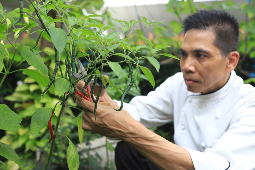 As a business and holiday destination, Novotel Tangerang has continuously promoted its concern for the environment. Starting from collaborating with related parties for activities like planting trees and cleaning beaches, its latest initiative is the building of a garden in the hotel area.